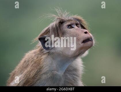 Primo piano di volti della scimmia dello Sri lanka - Toque Macaque Foto Stock