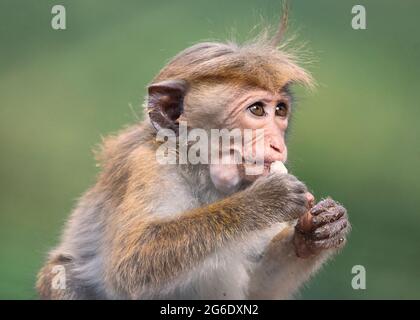 Primo piano di volti della scimmia dello Sri lanka - Toque Macaque Foto Stock