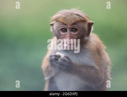Primo piano di volti della scimmia dello Sri lanka - Toque Macaque Foto Stock
