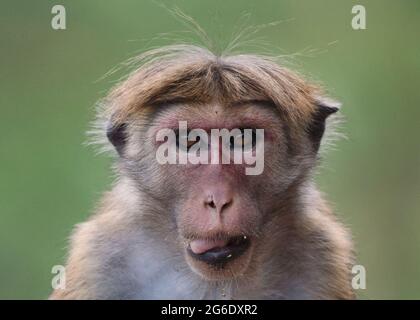 Primo piano delle facce delle scimmie dello Sri Lanka (Toque Macaque) catturate vicino alle famose 18 curve, Kandy Road, Sri Lanka. Queste creature sono estremamente attive. Foto Stock