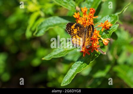 Checkerspot Silvery Butterfly (Chlosyne nycteis) con le ali aperte su un fiore arancione a fuoco selettivo Foto Stock