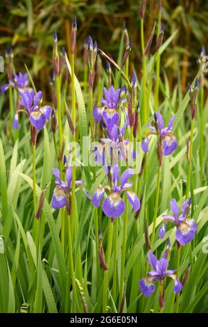 Endearing Iris sibirica, iride siberiana, bandiera siberiana a fiore pieno, ritratto naturale delle piante Foto Stock