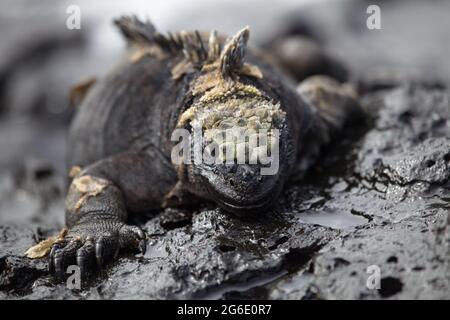 Primo piano sul ritratto di Marine Iguana (cristata di Amblyrhynchus) che si trova alle isole Galapagos, Ecuador. Foto Stock