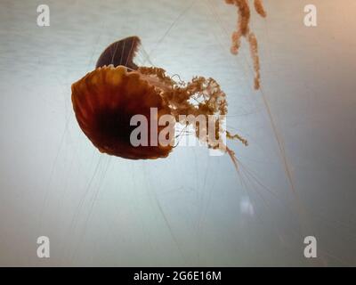 Meduse con lunghi tentacoli che nuotano in un acquario Foto Stock