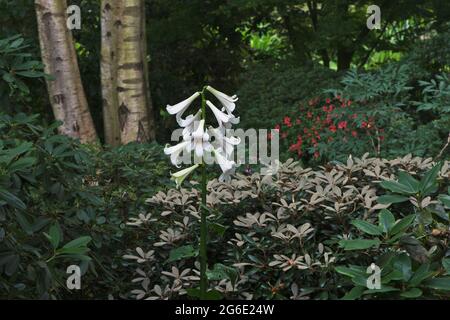 Giglio Himalayano gigante (Cardocrinum giganteum), Emsland, bassa Sassonia, Germania Foto Stock