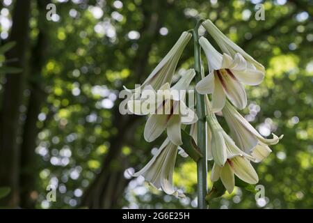 Giglio Himalayano gigante (Cardocrinum giganteum), Emsland, bassa Sassonia, Germania Foto Stock