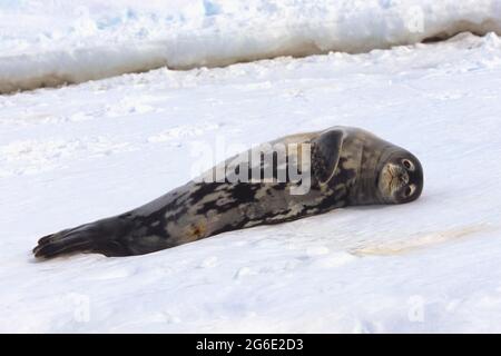 Weddell Seal (Leptonychotes weddellii) che riposa sulla neve, Atka Bay, Weddell Sea, Antartide Foto Stock