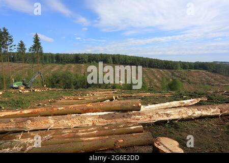 Raccoglitrice di abete rosso infestato da barbabietole di abete rosso granato (Cryphalus abietis), Siegerland, Renania settentrionale-Vestfalia, Germania Foto Stock