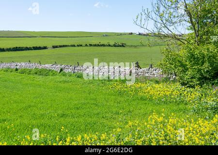 Vista dei prati lungo il confine scozzese a Marshall Meadows, Berwick-upon-Tweed, Northumberland, Inghilterra, Regno Unito Foto Stock