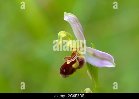 Orchidea delle api (Ophrys apifera), fiore singolo, riserva naturale di Biesberg, Eifel, Renania settentrionale-Vestfalia, Germania Foto Stock