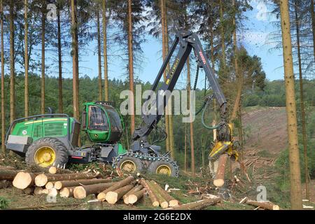 Raccoglitrice di abete rosso infestato da barbabietole di abete rosso granato (Cryphalus abietis), Siegerland, Renania settentrionale-Vestfalia, Germania Foto Stock