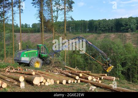 Raccoglitrice di abete rosso infestato da barbabietole di abete rosso granato (Cryphalus abietis), Siegerland, Renania settentrionale-Vestfalia, Germania Foto Stock