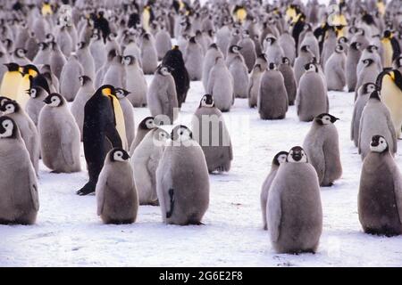 La colonia dei pinguini dell'imperatore (Atenodytes forsteri) vicino alla stazione antartica britannica di Haley, la baia di Atka, il mare di Weddell, l'Antartide Foto Stock