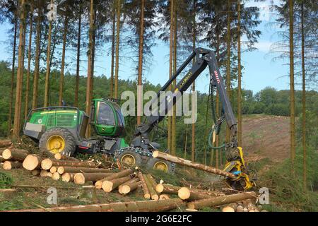 Raccoglitrice di abete rosso infestato da barbabietole di abete rosso granato (Cryphalus abietis), Siegerland, Renania settentrionale-Vestfalia, Germania Foto Stock