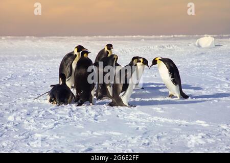 Gruppo di pinguini imperatore (Atenodytes forsteri) su ghiaccio galleggiante vicino alla stazione britannica Haley Antartico, Atka Bay, Weddell Sea, Antartide Foto Stock