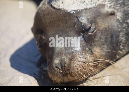 Primo piano ritratto di Galapagos Fur Seal (Arctocephalus galapagoensis) capo Isole Galapagos, Ecuador. Foto Stock