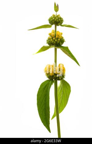 Salvia turca (Phlomis russeliana) su terreno bianco, foto studio, Germania Foto Stock