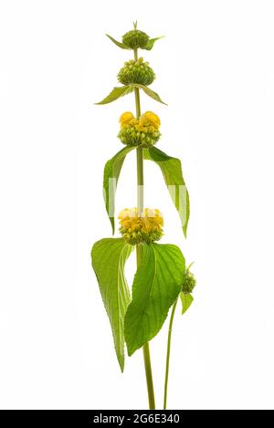 Salvia turca (Phlomis russeliana) su terreno bianco, foto studio, Germania Foto Stock
