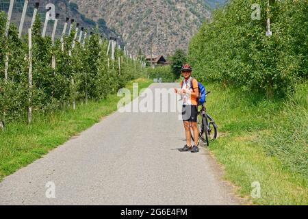 Ciclista nei frutteti di mele vicino a stava, stava, Ciardes, Trentino-Alto Adige, Italia Foto Stock