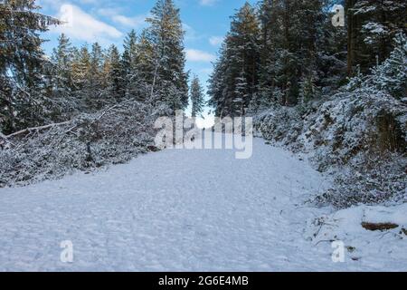 Bella Tara Hill, Wexford, Irlanda. Sono sul lato nord che è pieno di neve mentre il lato sud è stato bevito in primo mattino Sunshine. Foto Stock