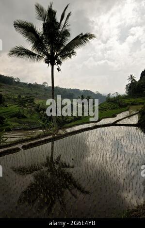 Riflesso di una palma in un campo di riso vicino a Magelang, Isola di Giava, Indonesia Foto Stock