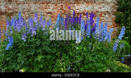 Blue Delphinium Fiori in fiore contro la vecchia parete Foto Stock