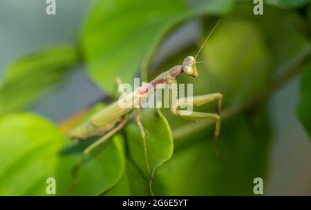 Mantis europeo (mantis religiosa) su una filiale, Paros, Mar Egeo, Grecia Foto Stock