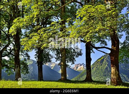 Acero di Sycamore (Acer pseudoplatanus), fila di alberi con vista sulle montagne, Alpi Allgaeu, Allgaeu, Baviera, Germania Foto Stock