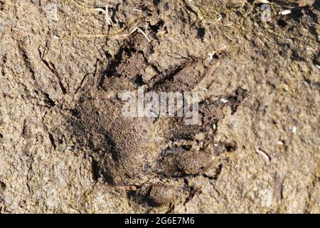 Lontra europea (Lutra lutra), impronte, pista, Peene Valley River Parco naturale Paesaggio, Meclemburgo-Pomerania occidentale, Germania Foto Stock