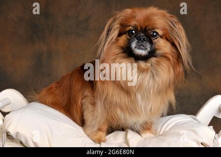 Cane maschio Foto Stock