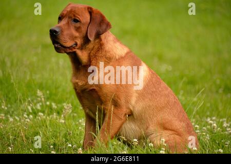 Labrador Retriever, giallo, maschio, adulto, rosso volpe Foto Stock