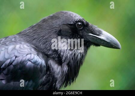 Corvo comune (corvus corax), ritratto animale, prigioniero, Germania Foto Stock