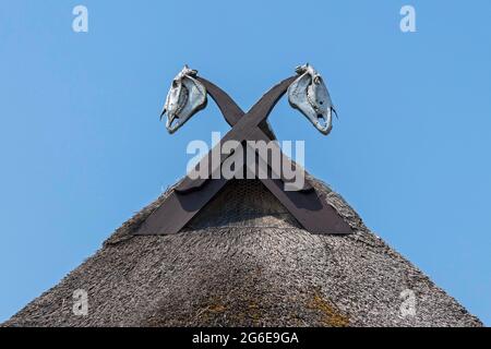 Cranio di cavallo su un tetto di paglia, Wustrow, Fischland, Meclemburgo-Vorpommern, Germania Foto Stock