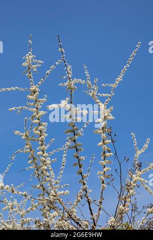 Fiore Blackthorn (Prunus spinosa), riserva naturale di Geltinger Birk, Geltinger bight, Schleswig-Holstein, Germania Foto Stock