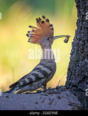 Hoopoe (Upupa epop) con larve di api come cibo, Middle Elba Biosphere Reserve, Sassonia-Anhalt, Germania Foto Stock