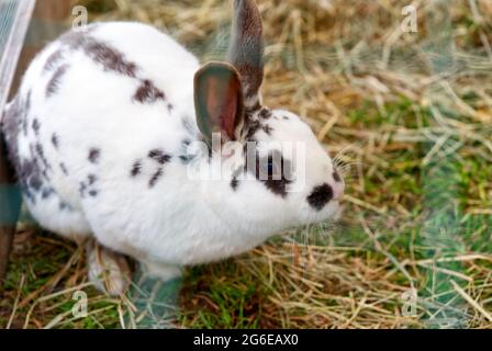 Bel coniglio bianco domestico con macchie nere mangia l'erba in gabbia Foto Stock