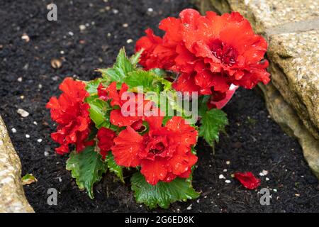 Begonia nonstop F1 rosso (Tuberhybrida Begonia, Begonia Tuberhybrida) fiorisce nel mese di luglio in un giardino con fiori doppi rosso scarlatto con gocce di pioggia. REGNO UNITO Foto Stock