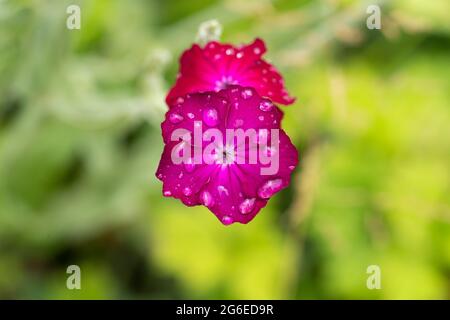 Macro closeup di un fiore di coronaria silene, il campion rosa, chiamato anche Lychnis coronaria, miller polveroso, mullein-rosa e William sanguinoso. Luglio, Regno Unito Foto Stock