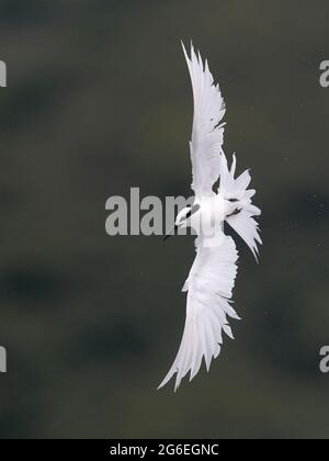 Tern (Sterna sumatrana), singolo adulto che vola sotto la pioggia, porto di Tolo, Hong Kong nord-est, Cina 25 giugno 2021 Foto Stock