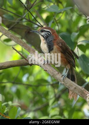 Greater Necklaced Laughingthrush (Garrulax pectoralis) vista frontale, arroccato, nuovi territori, Hong Kong 24 giugno 2021 Foto Stock