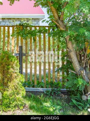 Una nuova recinzione in legno e piantato thuja e rowan alberi, addensati di gigli della valle sotto la recinzione, lo sfondo di una casa di mattoni bianchi con un Foto Stock