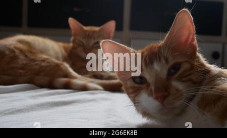 Chonky e Boris i gatti maschi che dormono Foto Stock