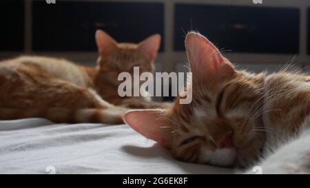 Chonky e Boris i gatti maschi che dormono Foto Stock