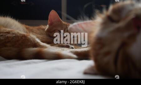 Chonky e Boris i gatti maschi che dormono Foto Stock