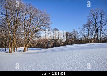 L'acero nel parco pubblico innevato Foto Stock