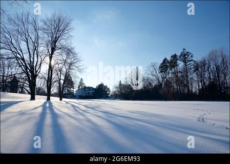 La lunga ombra dell'acero nel parco innevato Foto Stock