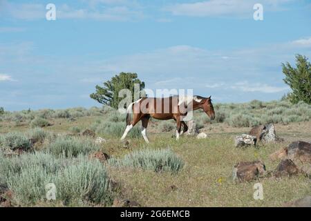 Cavallo selvatico (mustang) nel South Steens mandria Management Area Oregon Foto Stock