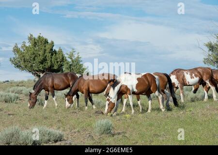 Cavalli selvaggi (mustangs) nella zona di gestione di mandria di South Steens Oregon Foto Stock