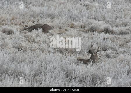 Due benne Mule Deer giacenti in erba ghiacciata nelle praterie dell'Alberta Foto Stock