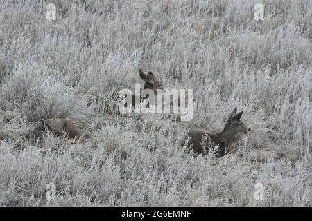 Piccola mandria di Mule Deer femminile che posa in erba smerigliata della neve nelle praterie dell'Alberta Foto Stock